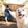 The Ultimate Guide to Pet-Friendly Rentals in Huntsville, Texas